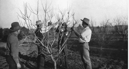 Fruit Tree Pruning Workshop