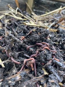 2023-biochar-compost-worms